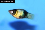 xiphophorus maculatus xiphophorus maculatus