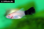xiphophorus maculatus xiphophorus maculatus