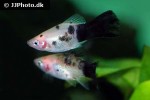 xiphophorus maculatus xiphophorus maculatus