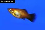 xiphophorus maculatus xiphophorus maculatus