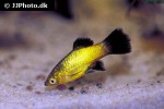 xiphophorus maculatus xiphophorus maculatus