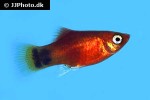 xiphophorus maculatus xiphophorus maculatus