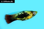 xiphophorus maculatus xiphophorus maculatus