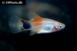 xiphophorus maculatus xiphophorus maculatus