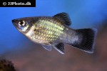 xiphophorus maculatus xiphophorus maculatus