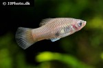 xiphophorus maculatus xiphophorus maculatus