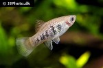 xiphophorus maculatus xiphophorus maculatus