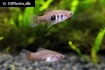 xiphophorus maculatus xiphophorus maculatus