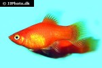xiphophorus maculatus xiphophorus maculatus