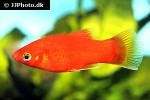 xiphophorus maculatus xiphophorus maculatus