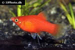 xiphophorus maculatus xiphophorus maculatus