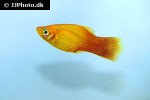 xiphophorus maculatus xiphophorus maculatus