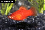 xiphophorus maculatus xiphophorus maculatus