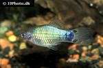 xiphophorus maculatus xiphophorus maculatus