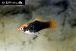 xiphophorus maculatus xiphophorus maculatus