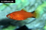 xiphophorus maculatus xiphophorus maculatus