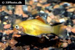 xiphophorus maculatus xiphophorus maculatus