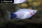 xiphophorus maculatus xiphophorus maculatus