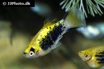 xiphophorus maculatus xiphophorus maculatus