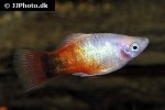 xiphophorus maculatus xiphophorus maculatus