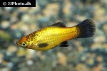 xiphophorus maculatus xiphophorus maculatus