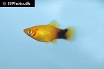 xiphophorus maculatus xiphophorus maculatus