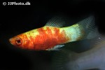 xiphophorus maculatus xiphophorus maculatus