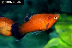 xiphophorus maculatus xiphophorus maculatus