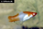 xiphophorus maculatus xiphophorus maculatus