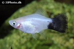 xiphophorus maculatus xiphophorus maculatus