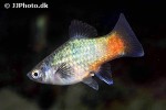xiphophorus maculatus xiphophorus maculatus
