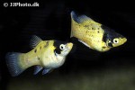 xiphophorus maculatus xiphophorus maculatus
