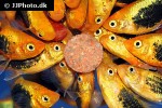 xiphophorus maculatus xiphophorus maculatus