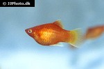xiphophorus maculatus xiphophorus maculatus