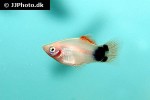 xiphophorus maculatus xiphophorus maculatus