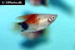 xiphophorus maculatus xiphophorus maculatus