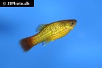 xiphophorus maculatus xiphophorus maculatus