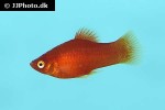 xiphophorus maculatus xiphophorus maculatus