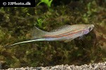xiphophorus mayae xiphophorus mayae