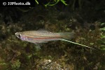 xiphophorus mayae xiphophorus mayae