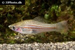 xiphophorus mayae xiphophorus mayae