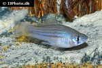 xiphophorus mayae xiphophorus mayae