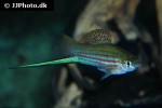 xiphophorus mayae xiphophorus mayae