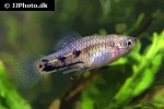 xiphophorus meyeri xiphophorus meyeri