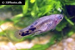 xiphophorus meyeri xiphophorus meyeri