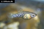 xiphophorus milleri xiphophorus milleri