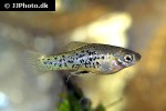 xiphophorus milleri xiphophorus milleri