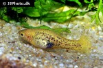 xiphophorus milleri xiphophorus milleri