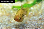 xiphophorus milleri xiphophorus milleri
