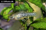 xiphophorus milleri xiphophorus milleri